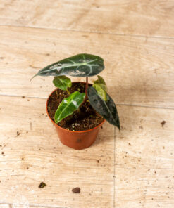 Alocasia polly aurea 008
