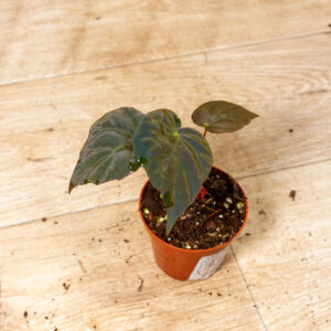 Begonia pavonina 004