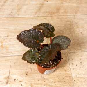 Begonia taconite 002