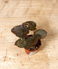 Begonia taconite 002