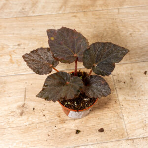 Begonia taconite 003