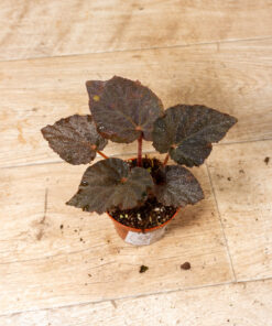 Begonia taconite 003
