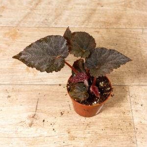 Begonia taconite 004