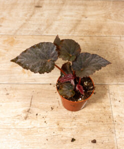 Begonia taconite 004