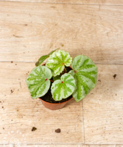 Begonia sp. "Temuyuk Silver" 003