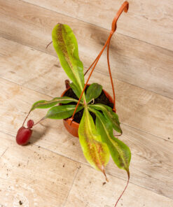 Nepenthes viking x ampullaria variegata 001