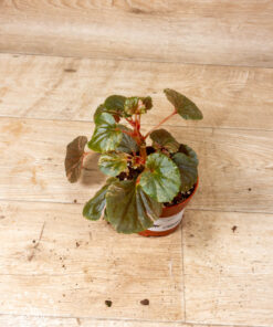 Begonia spp. NOID Variegata 002