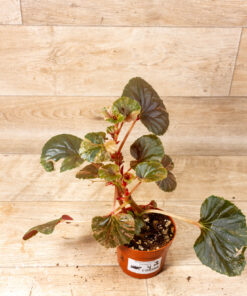 Begonia spp. NOID Variegata 004