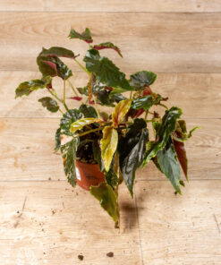 Begonia ginny galaxy variegata 001