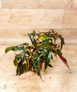 Begonia ginny galaxy variegata 002