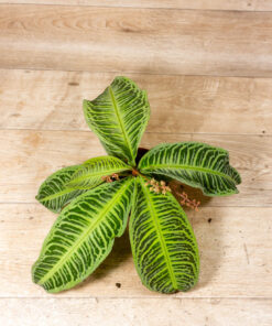 Labisia japonica 002