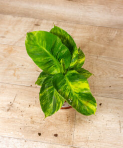 Musa Aurea 001