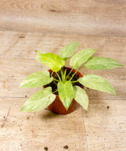 Homalomena Sulcata Cream Frost 001