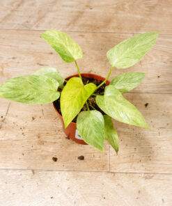 Homalomena Sulcata Cream Frost 002