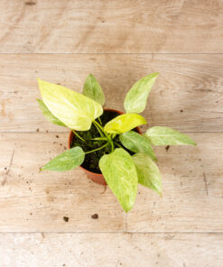 Homalomena Sulcata Cream Frost 003