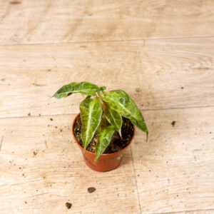 Alocasia polly aurea 009