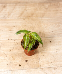 Alocasia polly aurea 009