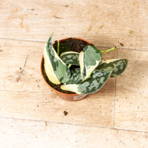 Scindapsus Mayari Variegata 001