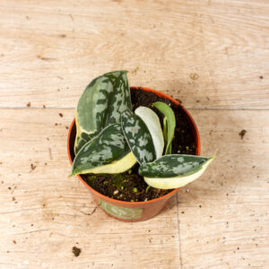 Scindapsus Mayari Variegata 002