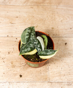 Scindapsus Mayari Variegata 002