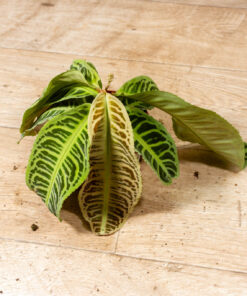 Labisia japonica 003