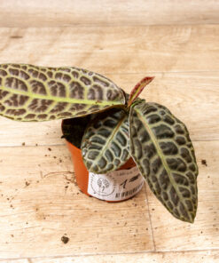 Labisia sp. 'Turtle Back 001