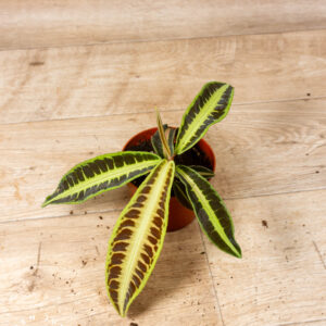 Labisia sp. ‚Jambi/Jabi" 003
