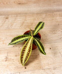 Labisia sp. ‚Jambi/Jabi" 003