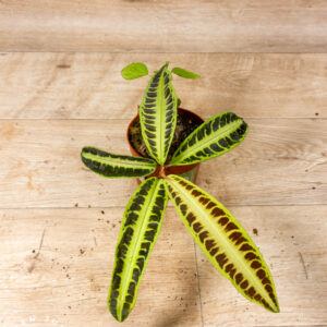 Labisia sp. ‚Jambi/Jabi" 004