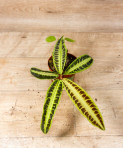 Labisia sp. ‚Jambi/Jabi" 004