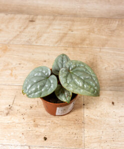 Anthurium luxurians 003