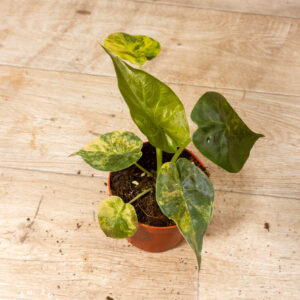 Alocasia wentii aurea 003