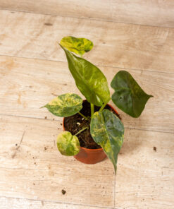 Alocasia wentii aurea 003
