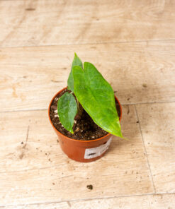 Alocasia Sulawesi Green Carpet 002