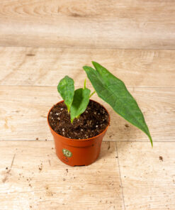 Alocasia Sulawesi Green Carpet 003