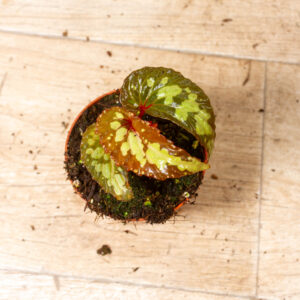 Begonia sp. umbrella 001