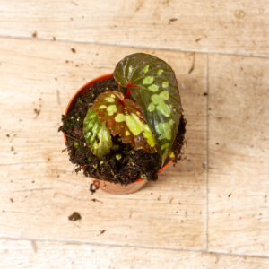 Begonia sp. umbrella 002