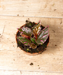 Begonia julau 001