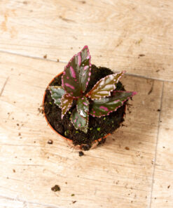 Begonia julau 002