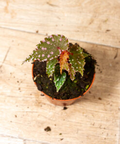 Begonia sp. NOID 001