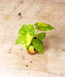 Alocasia gageana aurea 002