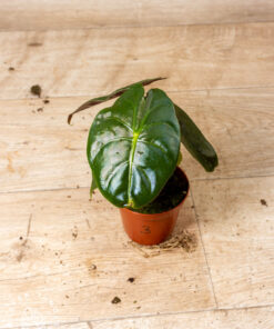 Alocasia Golden Bone 003