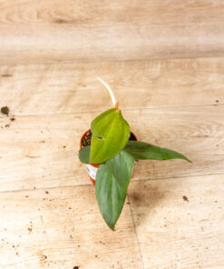 Philodendron Burle Marx Fantasy 002