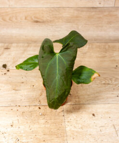 Anthurium sp. Napo 005