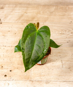 Anthurium sp. Napo 006