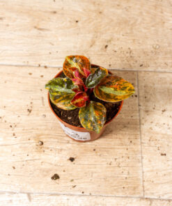 Peperomia Crème Brûlée 003