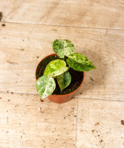 Alocasia dragon scale mint 005