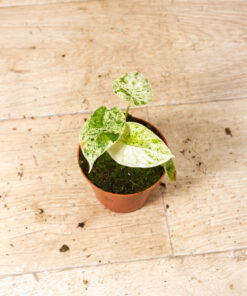 Alocasia dragon scale mint 006