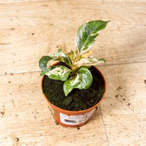 Ficus shivereana moonshine pink mutation 001