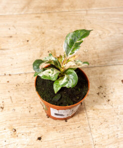 Ficus shivereana moonshine pink mutation 001